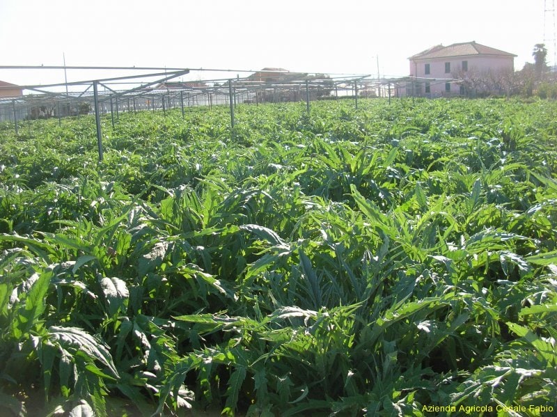 I rinomati carciofi di Albenga
