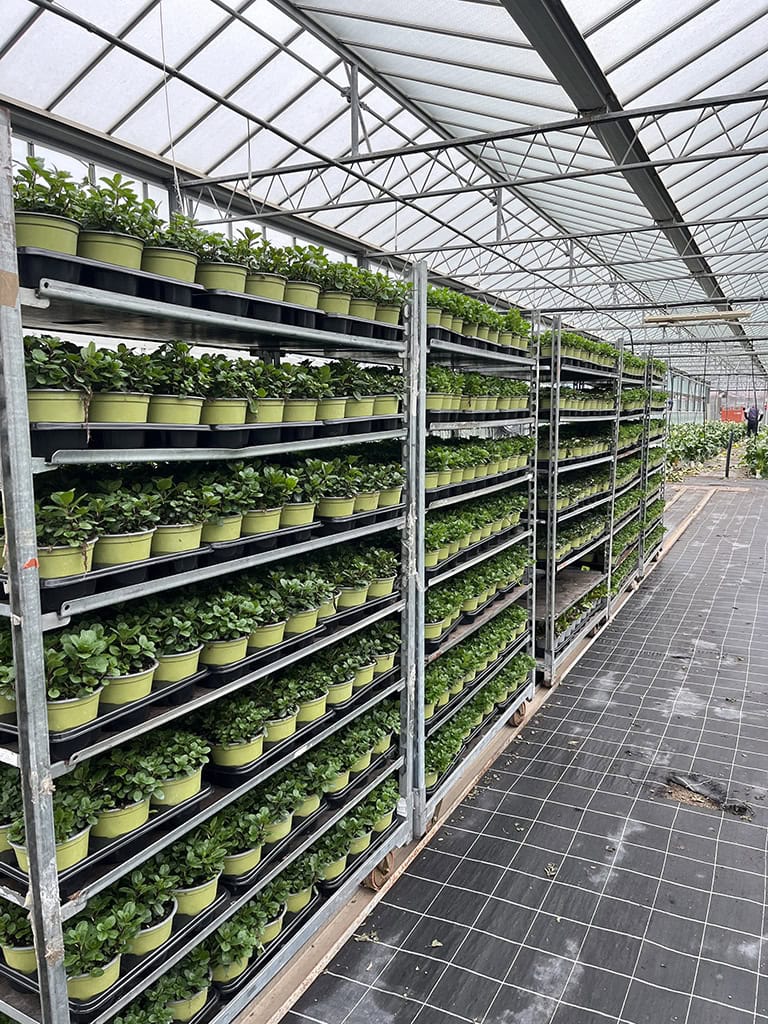 Le piante aromatiche